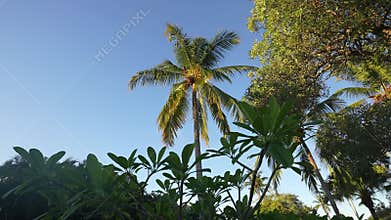 Sunrise light on palm. Tropic life. Paradise place. Island in carribean sea. Atlantic ocean