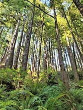 Tall conifers on slope studded with evergreen fern fronds