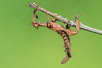 The Phasmatodea sitting on a branch