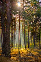 Dawn in the coniferous forest