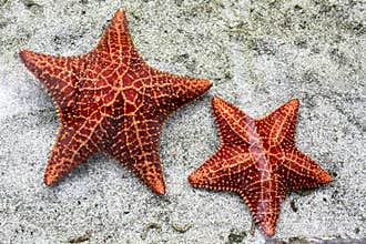 Starfish