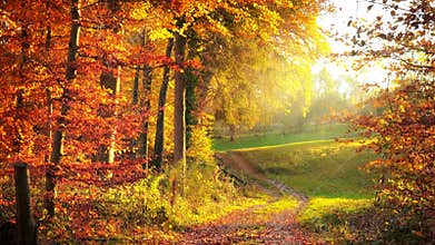 Moving along an idyllic path out of the forest