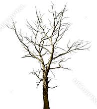 Dead dried oak tree isolated on white
