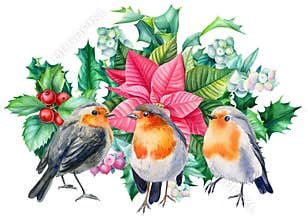 Christmas composition of a robin birds, poinsettia, holly branches and red berries. Winter hollyday design