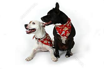 Dogs