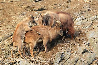Mating himalayan tahrs