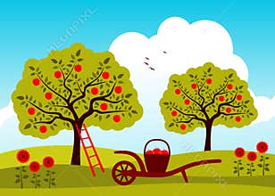 Apple tree orchard