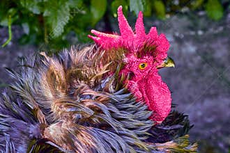 Red Rooster as seen on a Butterfly farm near Orlando Florida