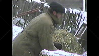 Men in a livestock yard. A man groans a pig for slaughter from a barn.