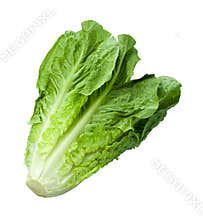 Romain Lettuce isolated on white