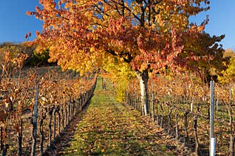 Austrian vineyards