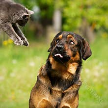 Cat and dog