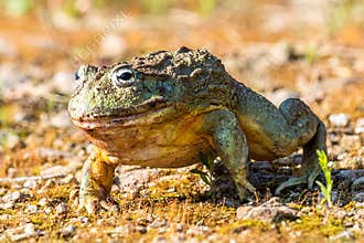 Giant African Bullfrog Pyxicephalus adspersus