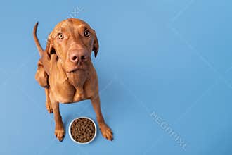 Dog food studio shot. Vizsla dog with bowl full of kibble isolated over pastel blue background. Dry pet food concept.