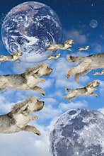 Flying Dogs