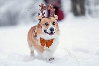 cute a corgi dog puppy in reindeer Christmas horns runs merrily through the white snow