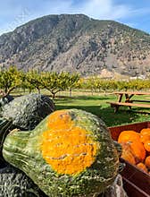 Squash and pumpkins at a fruit stand in Keremeos, BC