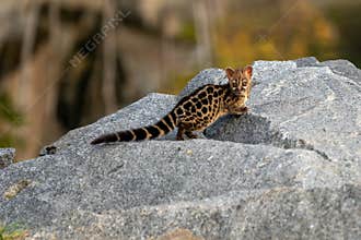 Large-spotted genet Genetta tigrina