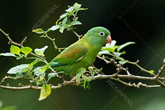 The orange-chinned parakeet Brotogeris jugularis,