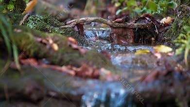 Water flowing through autumn leaves