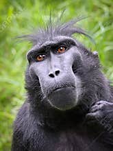 A Crested macaque