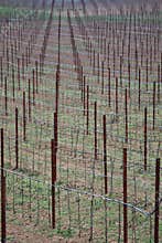 Regularity of culumne on vineyard, Zahorie region in Slovakia