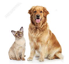 Cat and dog on a white background