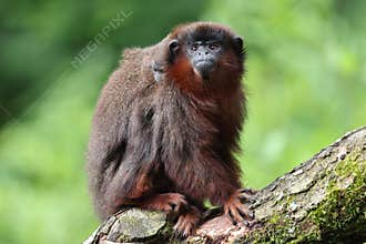 Coppery titi Plecturocebus cupreus