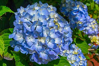Detail of blue hydrangea flower at Azores islands in Portugal