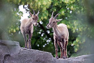 Alpine ibex Capra ibex