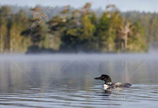 A Common Loon in Maine