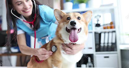 Veterinarian listens to dog heartbeat in veterinary clinic