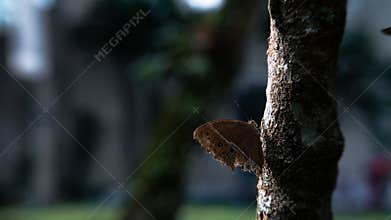 a brown butterfly perched on a tree. close up