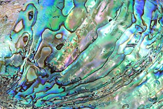 Haliotis shell detail