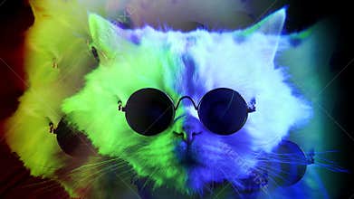 Looped amazing cat in round sunglasses eyewear on black background. Kaleidoscope boomerang effect. Colorful neon light