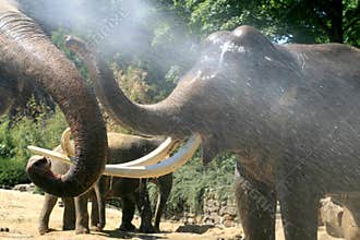 Playing elephants in summer