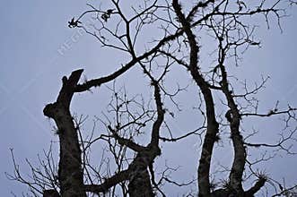 Dead tree in winter, Tiradentes, Brazil