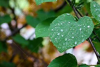 Red bud Heart-shaped Leaf Adorned With Rain Droplets Cercis canadensis