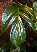 Closeup of a new shiny leaf of Rhaphidophora Decursiva, a climbing tropical plant