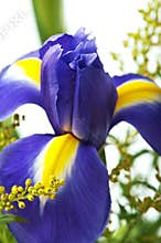 Iris flower macro