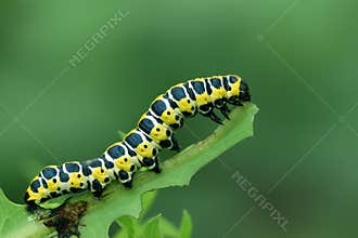 Butterfly larva - caterpillar
