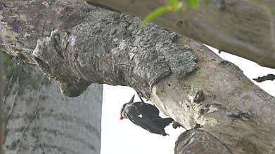 Pileated Woodpecker in Everglades National Park, Florida