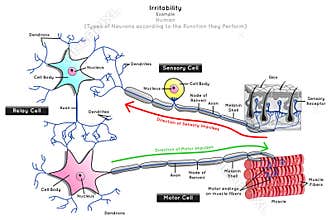 Irritability in Human Infographic Diagram neuron types function sensory relay motor nerve cells