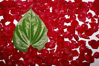 Red Rose Petals Background Texture Romantic Love Floral Pattern for Valentine and Wedding