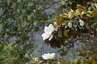 Magnolia grandiflora flower in a tree branch