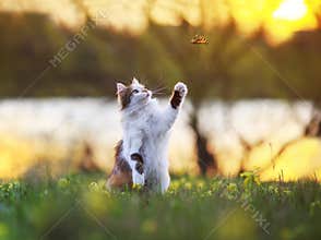 Beautiful fluffy cat catches a butterfly with its paw in a sunny summer meadow