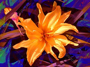 Orange Flower Petals Blossoms
