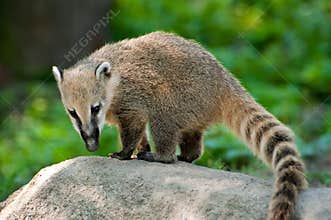 South American Coati