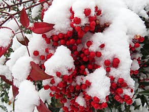 Red Berries and Snow in January in Winter