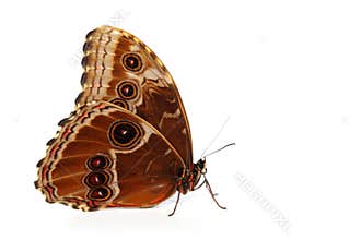 Blue morpho isolated